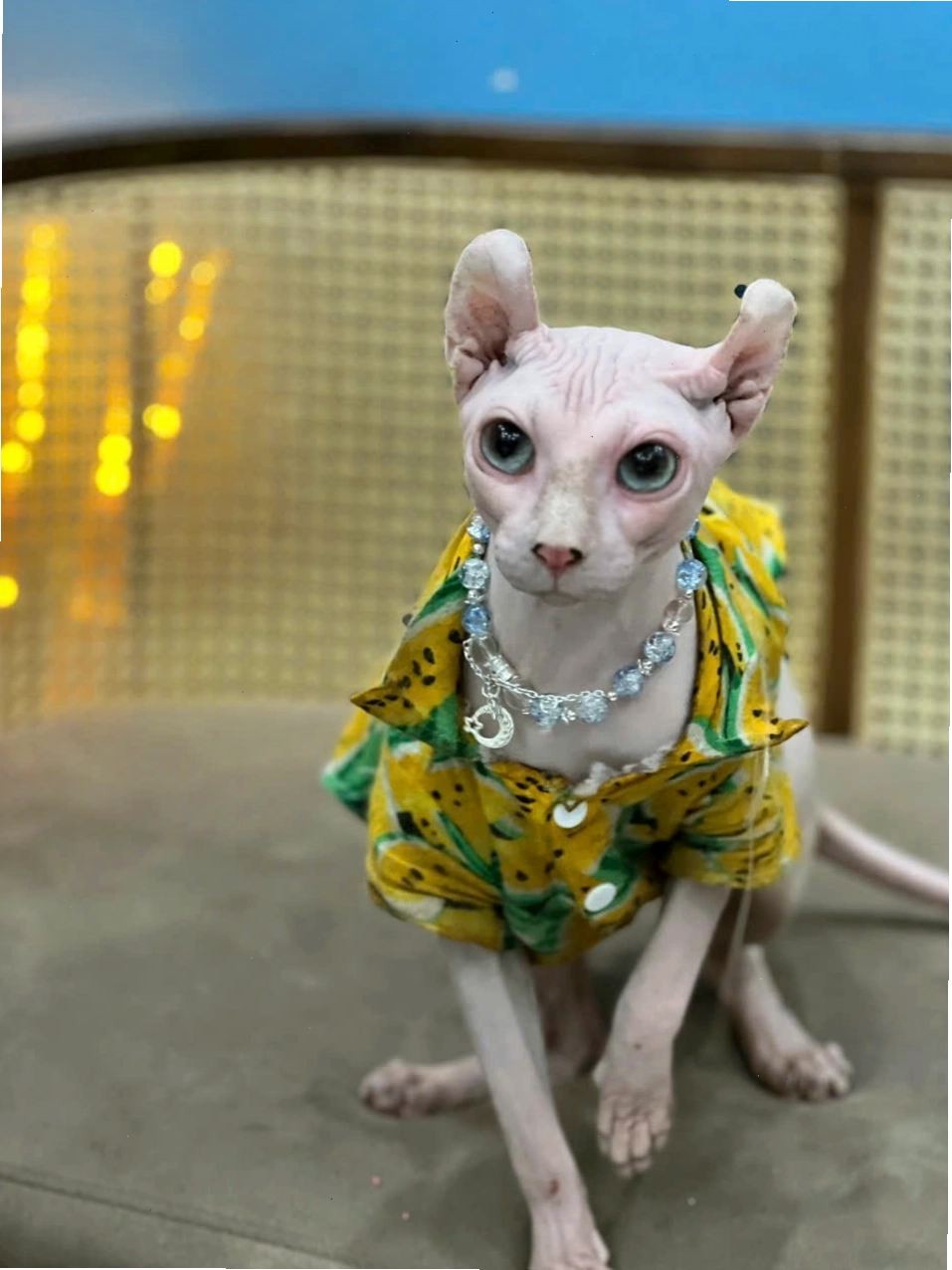 Mèo Sphynx màu trắng sữa