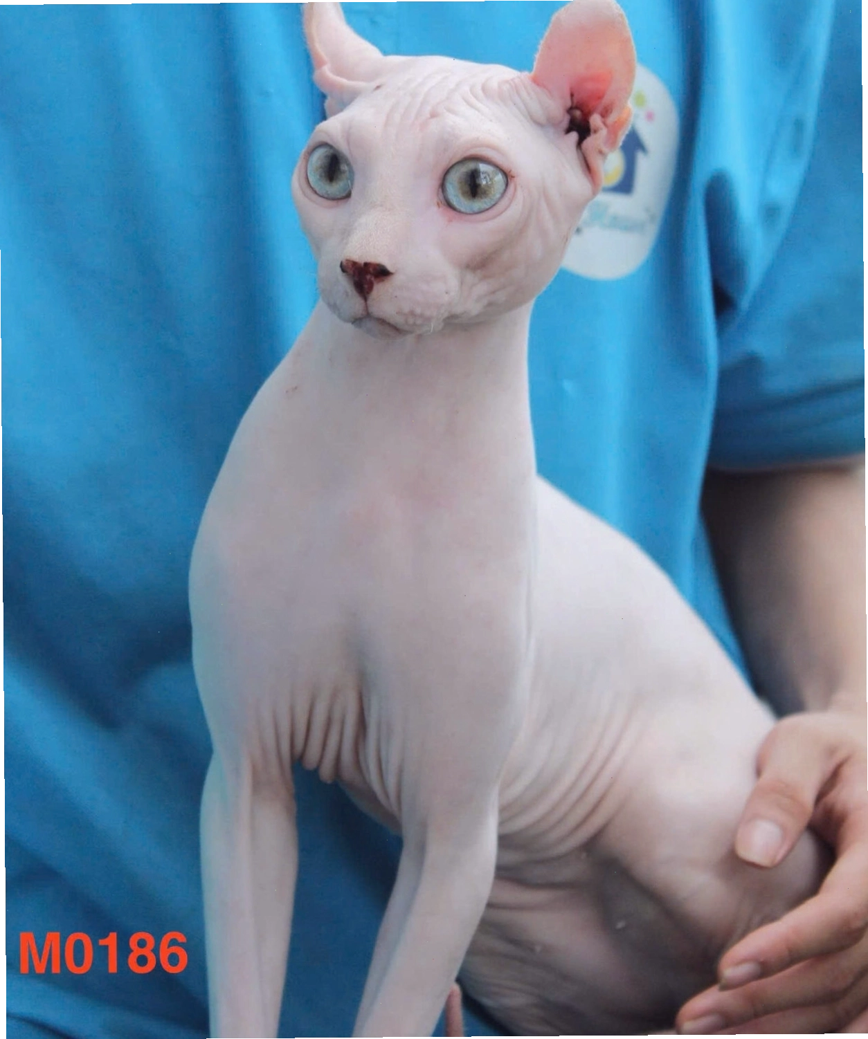 Mèo Sphynx màu xám khói