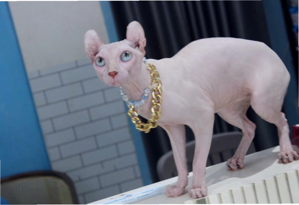 Mèo Sphynx tai xoắn hiếm