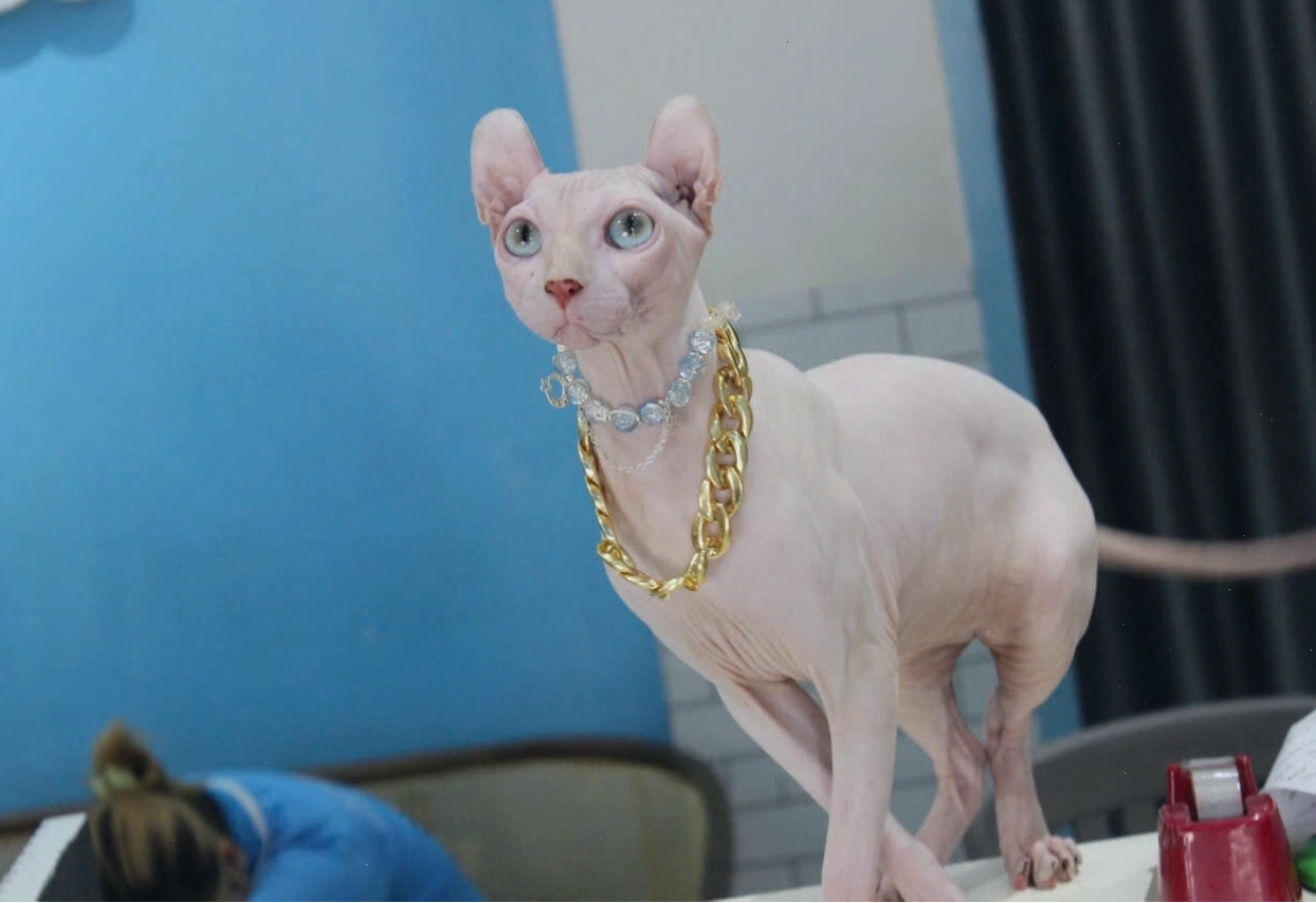 Mèo Sphynx thư giãn