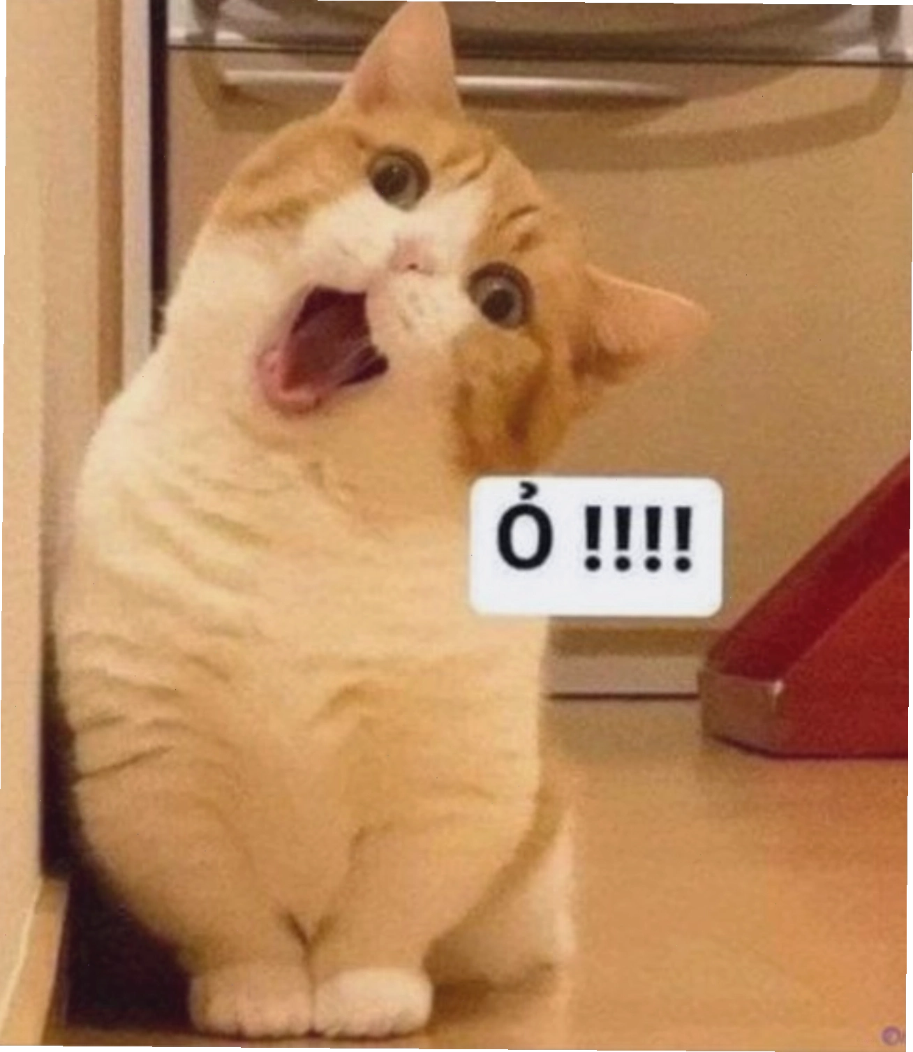 Mèo với biểu cảm bất ngờ, meme mèo thả tim ngộ nghĩnh