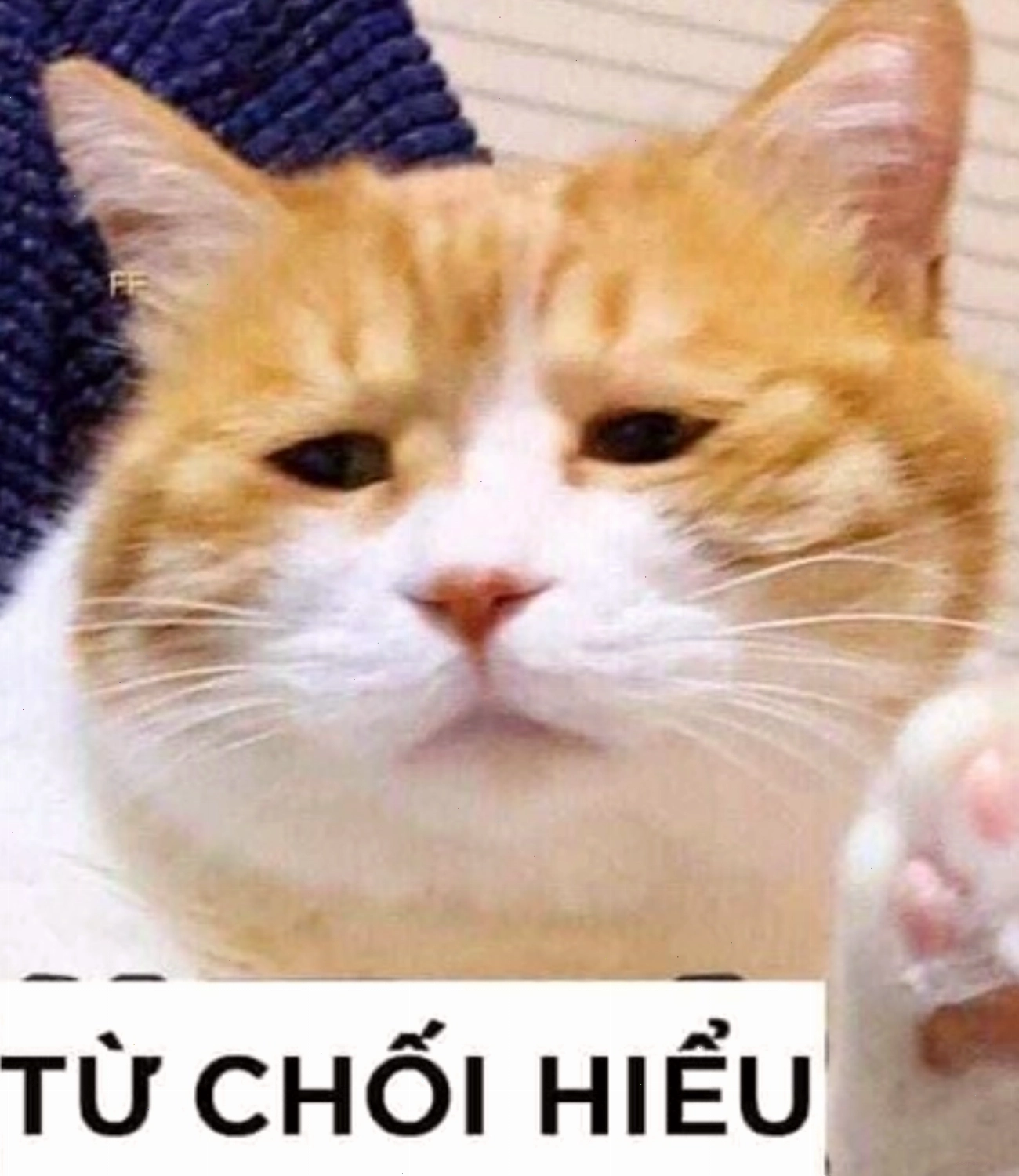 Mèo với biểu cảm khó hiểu, meme mèo thả tim hài hước