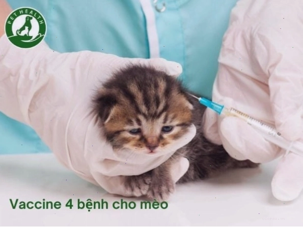 Minh họa tiêm vacxin 4 bệnh cho mèo cưng