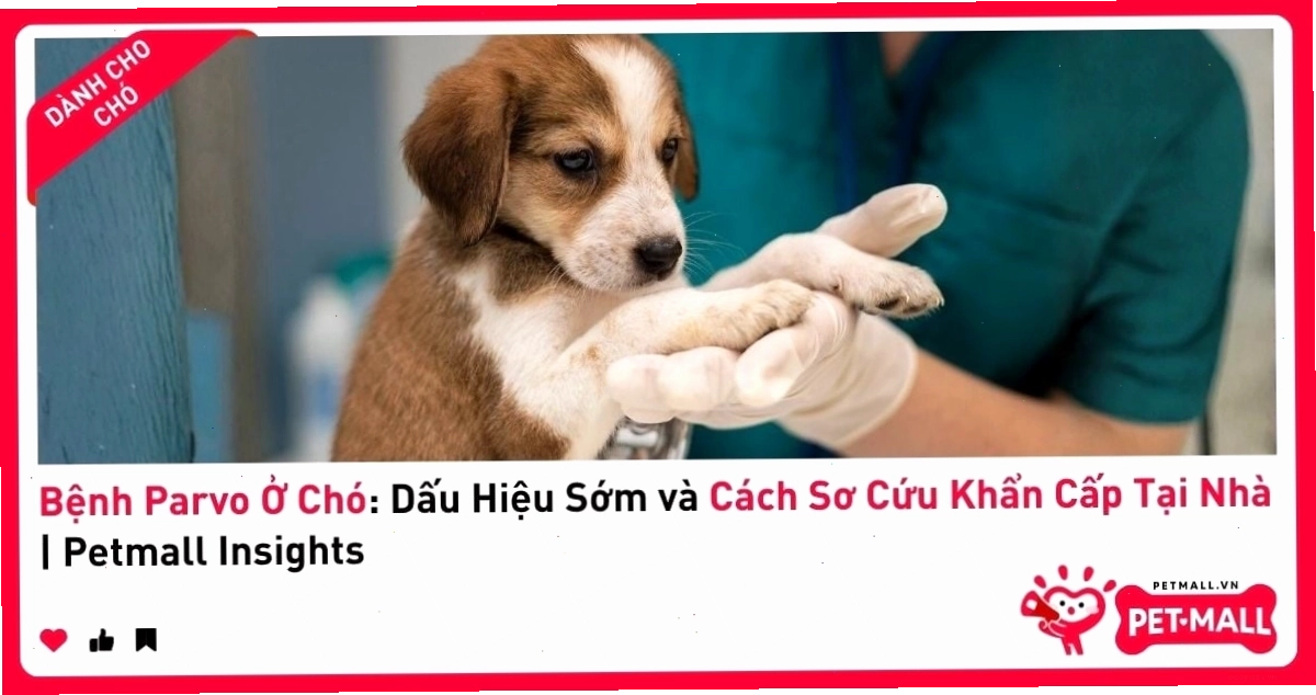 Môi trường sống mất vệ sinh làm tăng nguy cơ lây nhiễm bệnh parvo ở chó