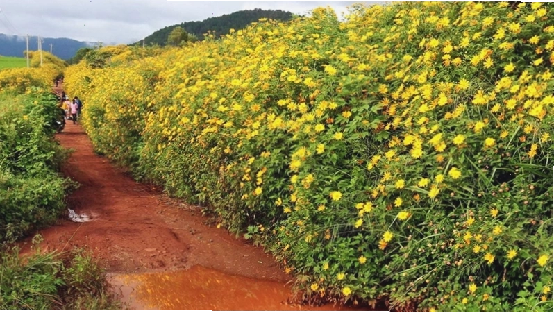 Một cung đường với hàng hoa dã quỳ nở sắc vàng