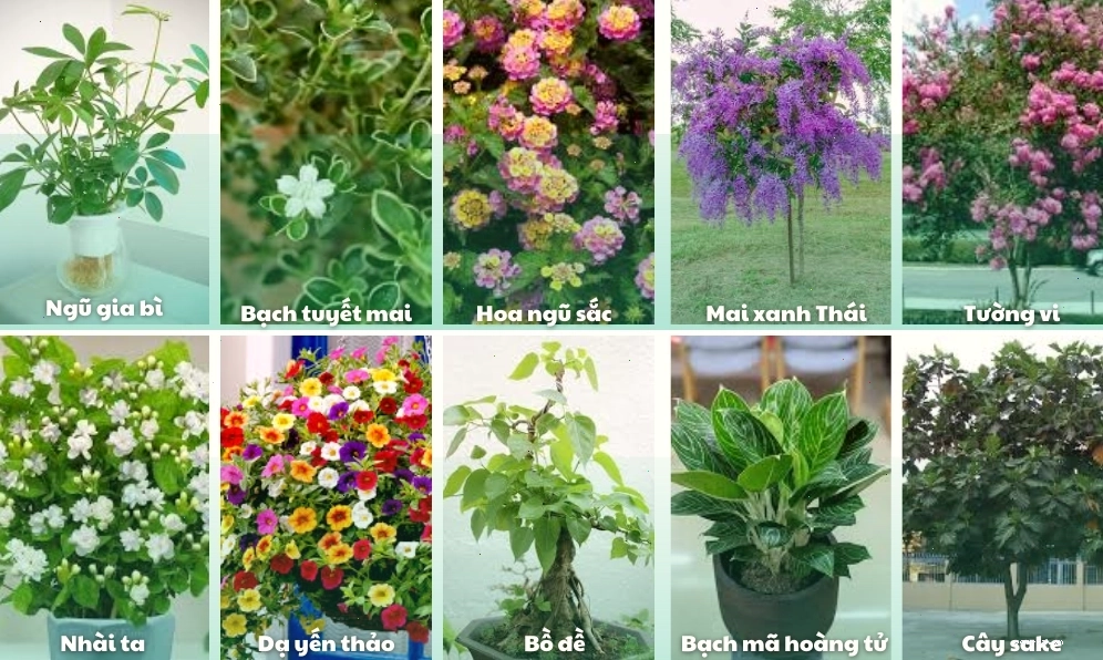Một số gợi ý cây trồng trong sân vườn