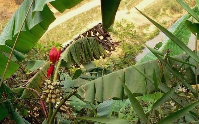 Mua cây hoa chuối rừng