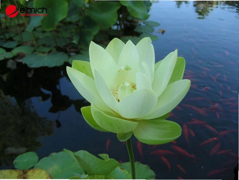Mùi thơm sen xanh cốm rất dịu nhẹ và thanh thoát
