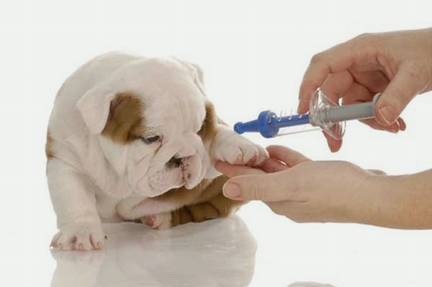 Nên tiêm vắc xin 7 bệnh cho chó khi chúng được 1,5 tháng tuổi