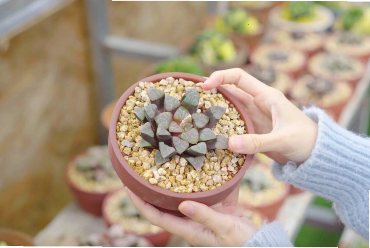 Nghệ nhân chăm sóc vườn sen đá