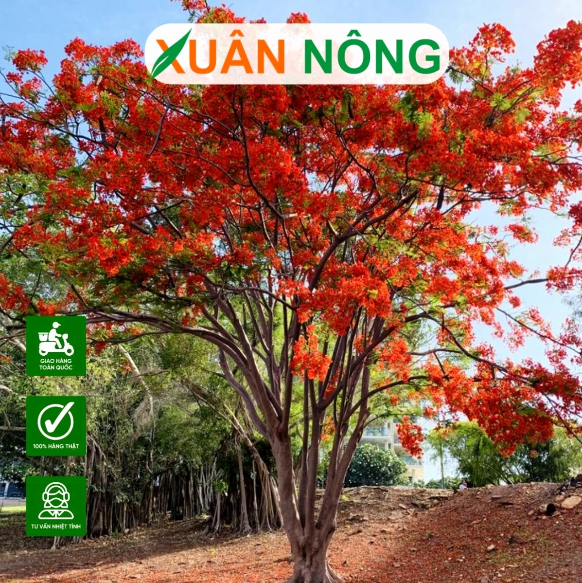 Nhiều cây gạo hoa trắng con được ươm trồng