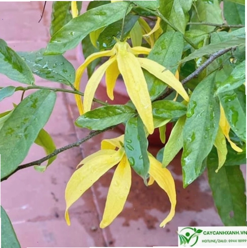 Những chùm hoa dẻ rừng trắng muốt nở rộ trên cành cây