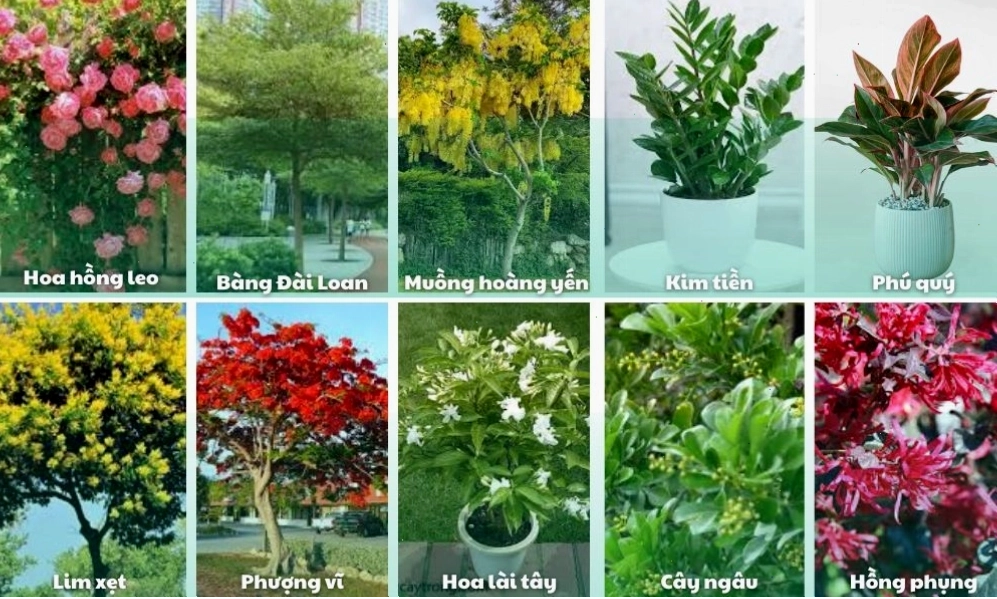 Những giống cây đẹp, thích hợp trồng ở sân vườn