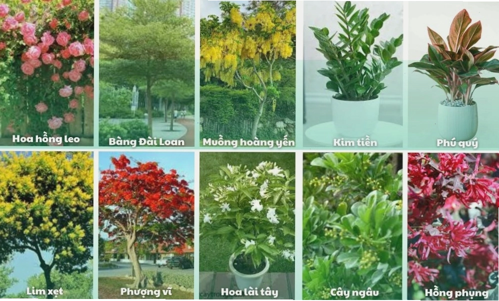 Những giống cây đẹp, thích hợp trồng ở sân vườn như cây cau tiểu trâm