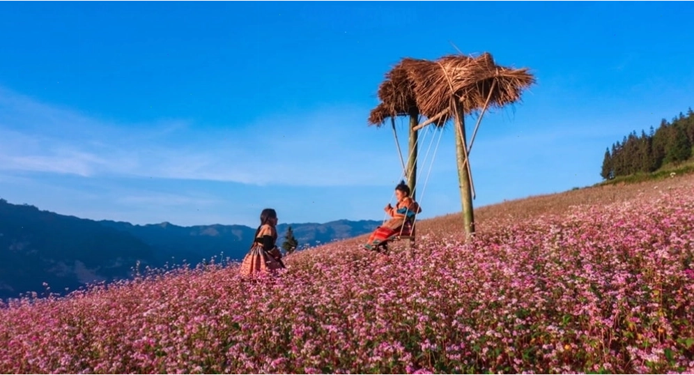 Những tia nắng đầu tiên len lỏi qua sương sớm, phủ lên thảm hoa một sắc vàng rực rỡ