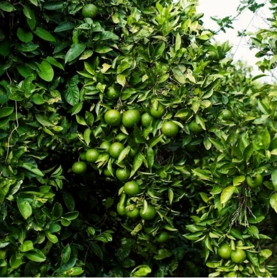 Những trái cam vàng óng trên cành