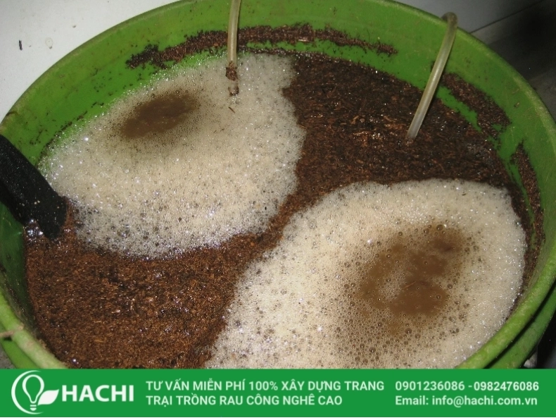 Pha chế phân trùn quế thành dung dịch thủy canh hữu cơ