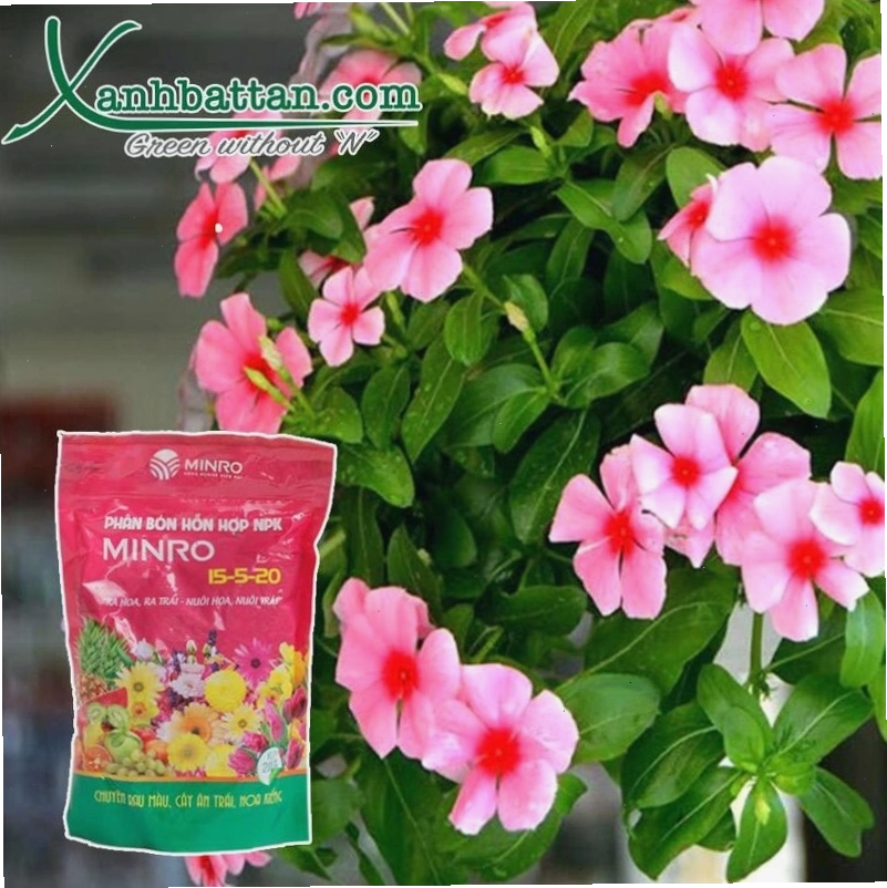 Phân bón NPK kích thích ra hoa và đậu quả