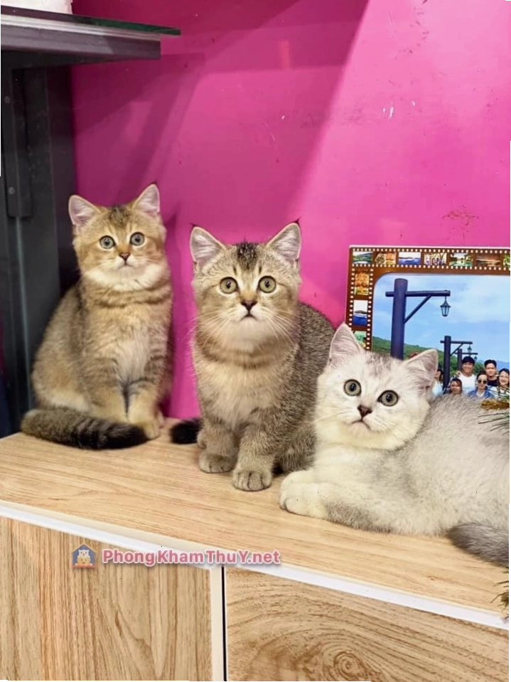 Phòng khám thú y KiKi Pet Shop tại Nha Trang
