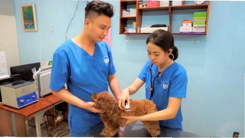 Phòng khám thú y Thi Thi, địa chỉ uy tín tại TP.HCM