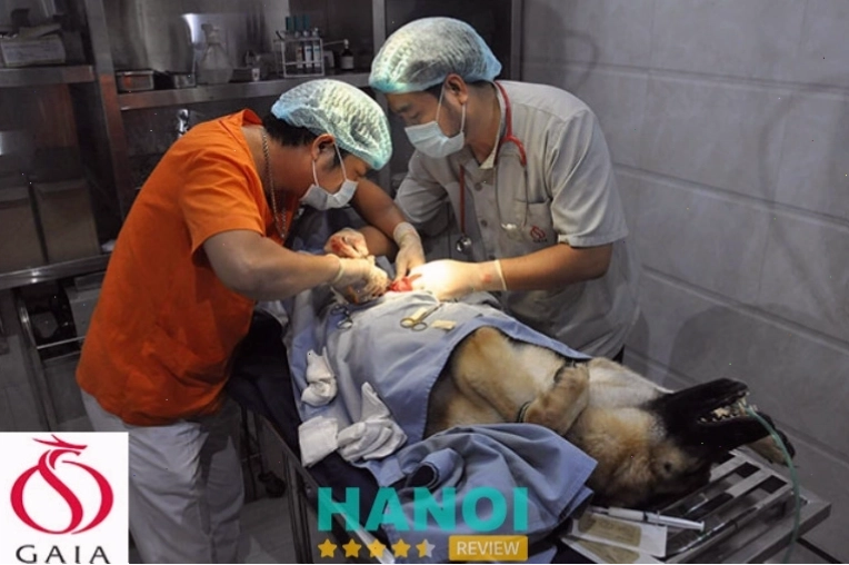 Phòng khám và chăm sóc thú cưng Gaia Pet Care Hà Nội