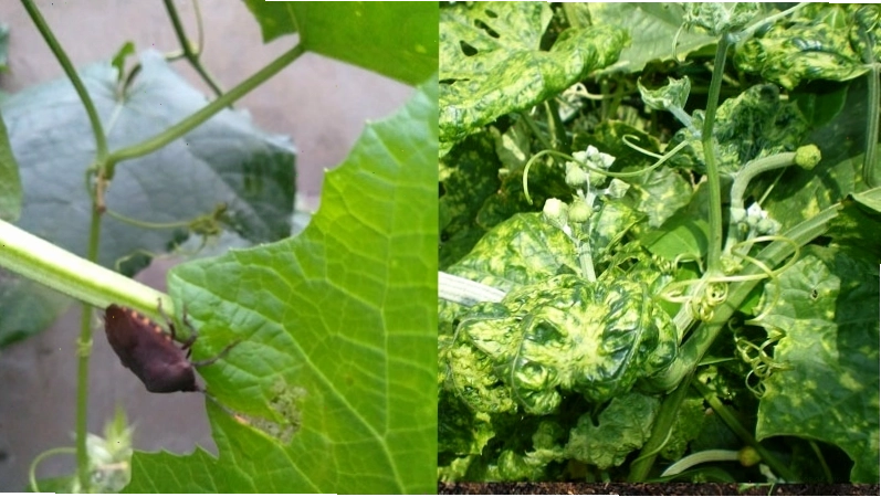 Phun thuốc trừ sâu cho cây bầu
