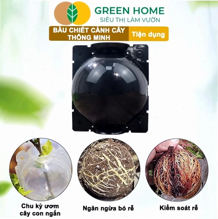 Quan sát rễ cây phát triển bên trong bầu chiết cành trong suốt