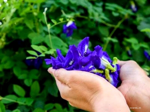 Quy trình trồng cây đậu biếc từ hạt giống