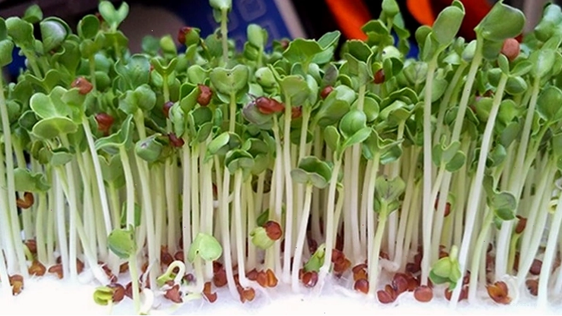 Rau mầm cải xanh tươi ngon mơn mởn