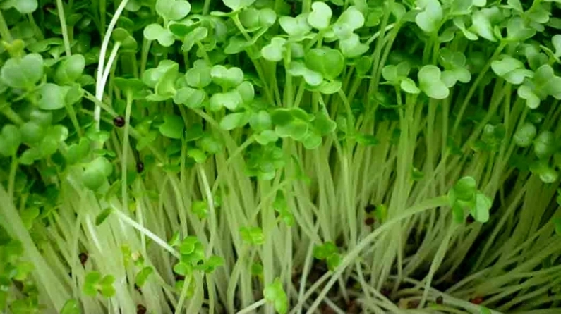 Rau mầm củ cải trắng giàu dinh dưỡng