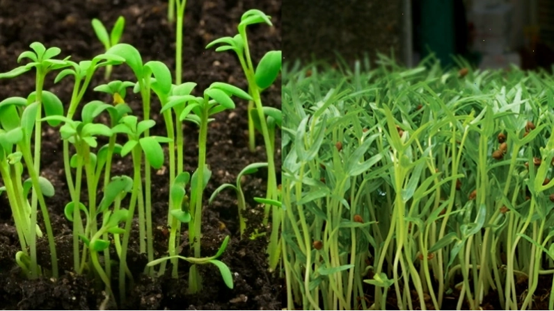 Rau mầm rau muống trồng tại nhà
