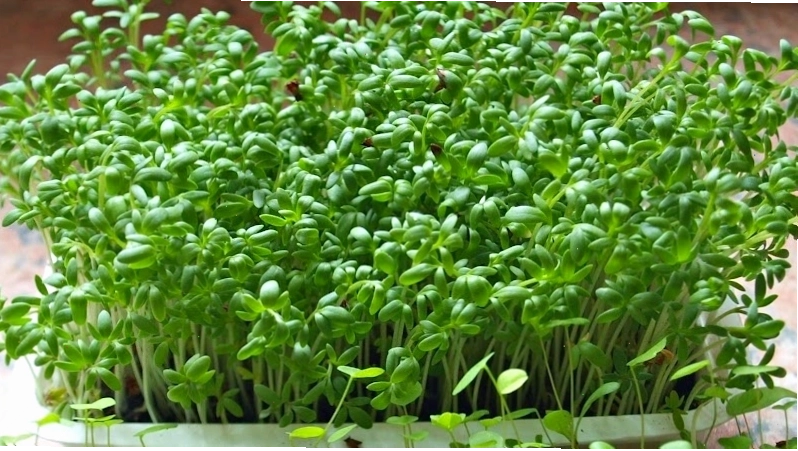 Rau mầm súp lơ xanh tốt cho sức khỏe