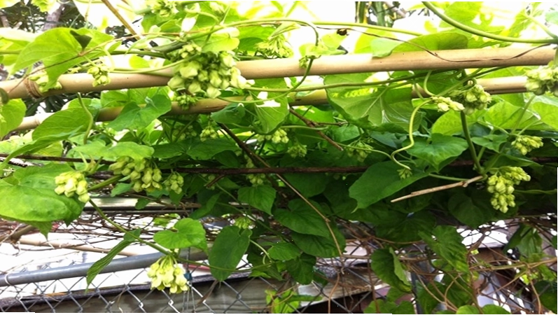 Sắc vàng rực rỡ của cây Hoa Thiên Lý