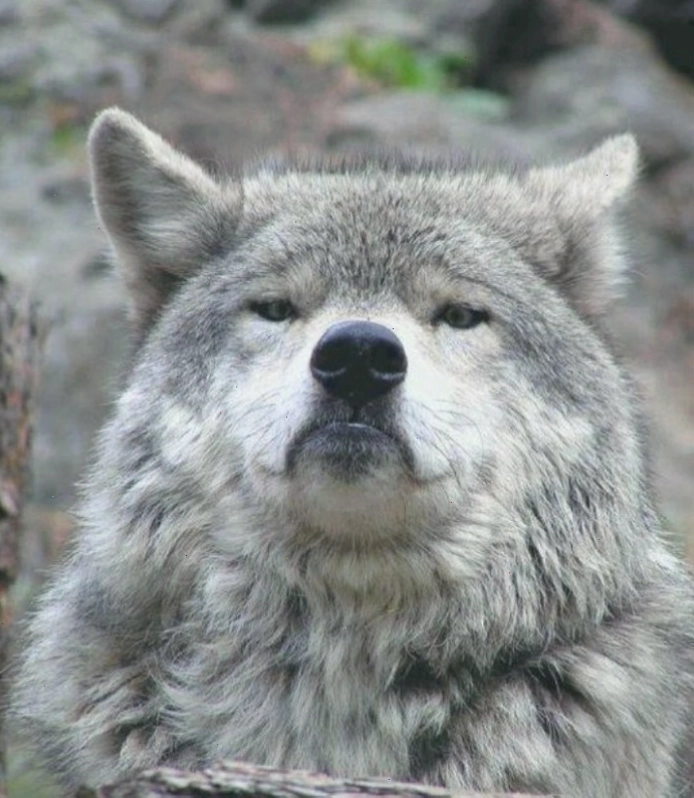 Sad wolf meme