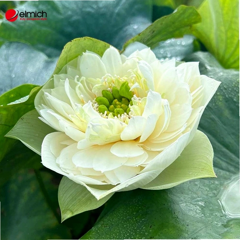 Sen Peony với nhiều cánh hoa trắng tinh khôi và hài hoà