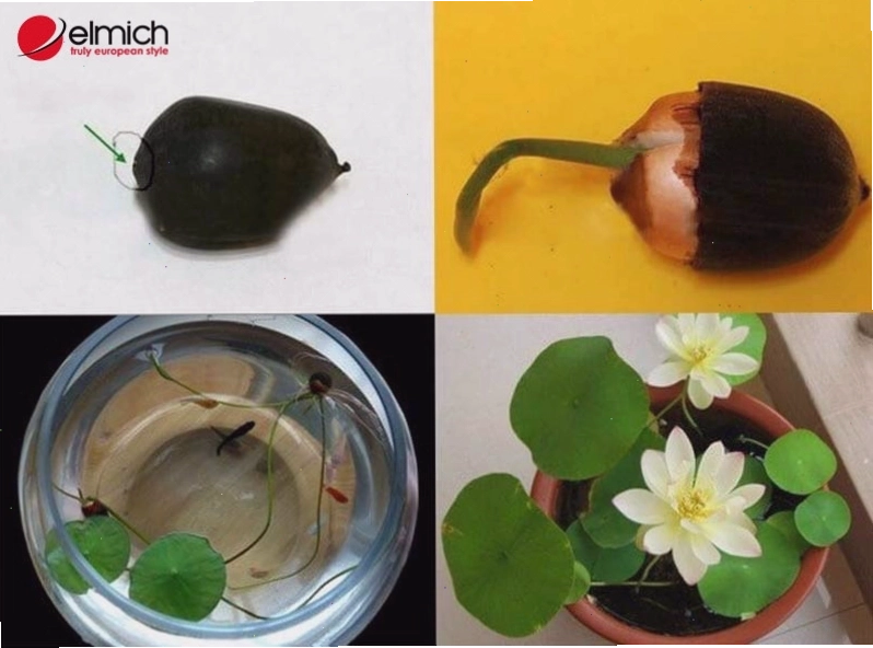 Sen trắng rất dễ nuôi trồng và chăm sóc tại nhà