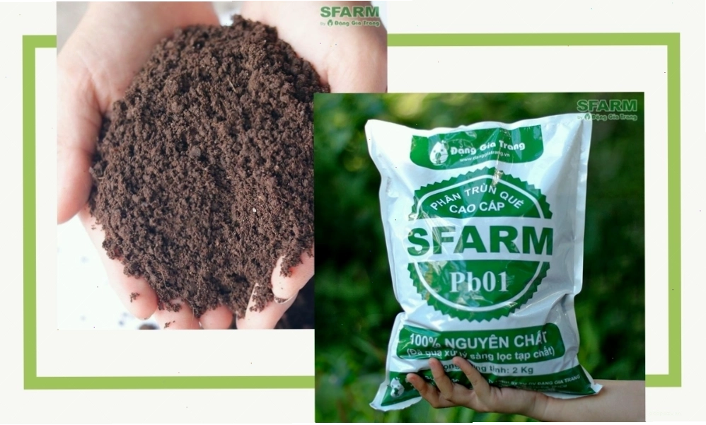 SFARM cung cấp sỉ phân trùn quế uy tín, chất lượng hỗ trợ kích nụ mai vàng