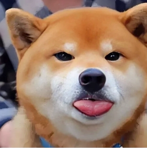 So sánh meme Cheems và Doge trong các tình huống hài hước