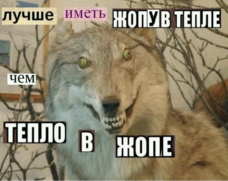 Stuffed wolf meme