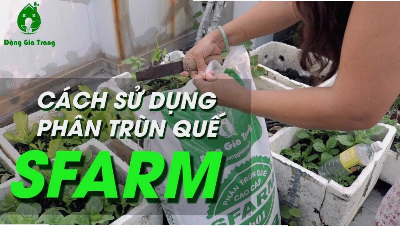 Sử dụng phân trùn quế để cải tạo đất trồng cây