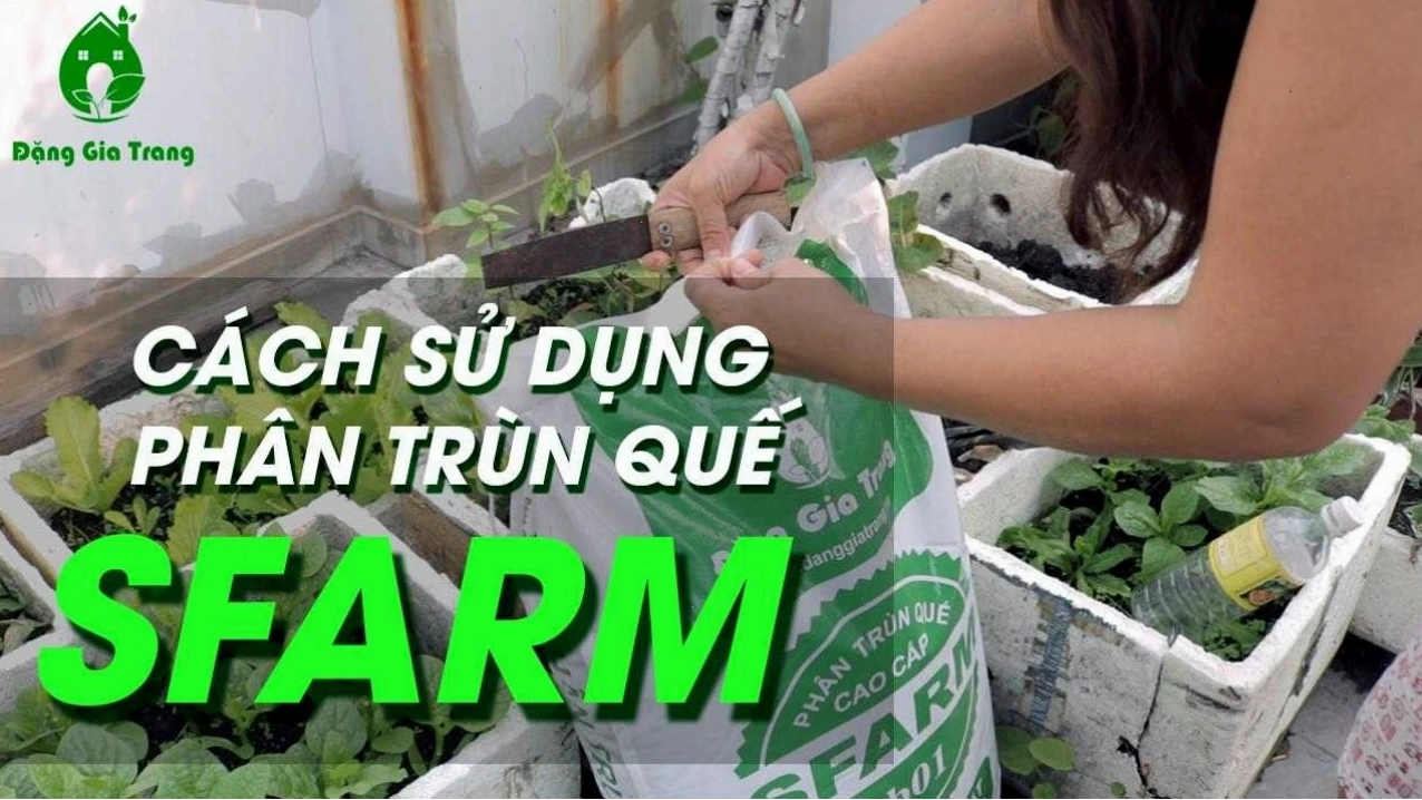 Sử dụng phân trùn quế Sfarm để bón cho cây mộc hương
