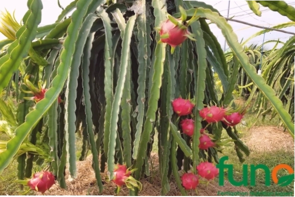 Tầm quan trọng của phân lân đối với cây trồng