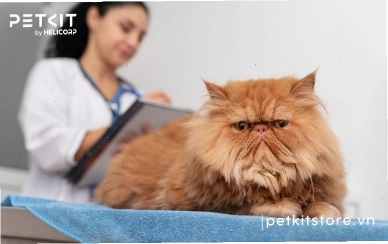 Tham khảo ý kiến bác sĩ thú y khi mèo có dấu hiệu FIP
