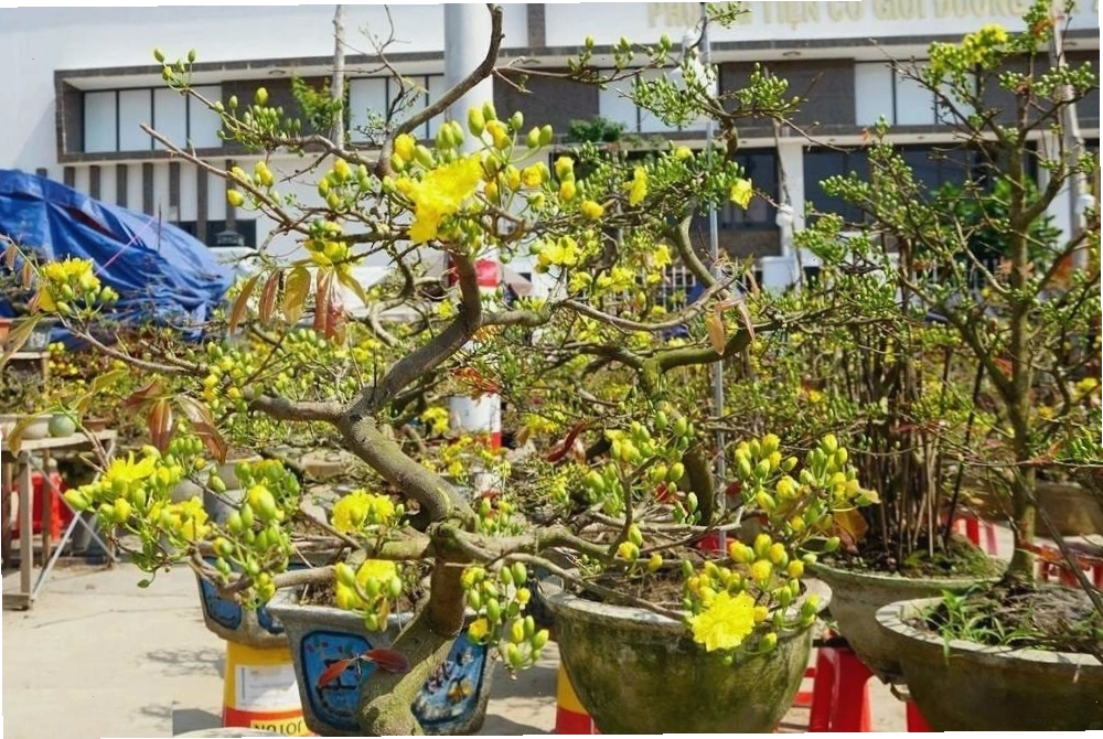Thân cây mai được uốn lượn tự nhiên, tạo nên vẻ đẹp nghệ thuật độc đáo