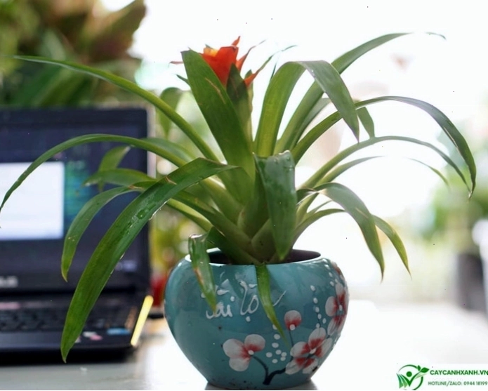 Thông tin về độc tính của cây phong lộc hoa
