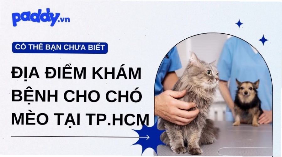 Thú cưng đang được bác sĩ chăm sóc sau phẫu thuật