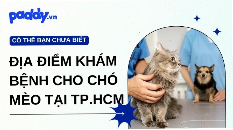 Thú cưng được chăm sóc tại bệnh viện PetPro
