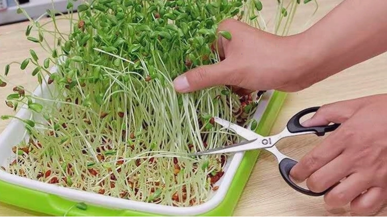 Thu hoạch rau mầm tươi ngon