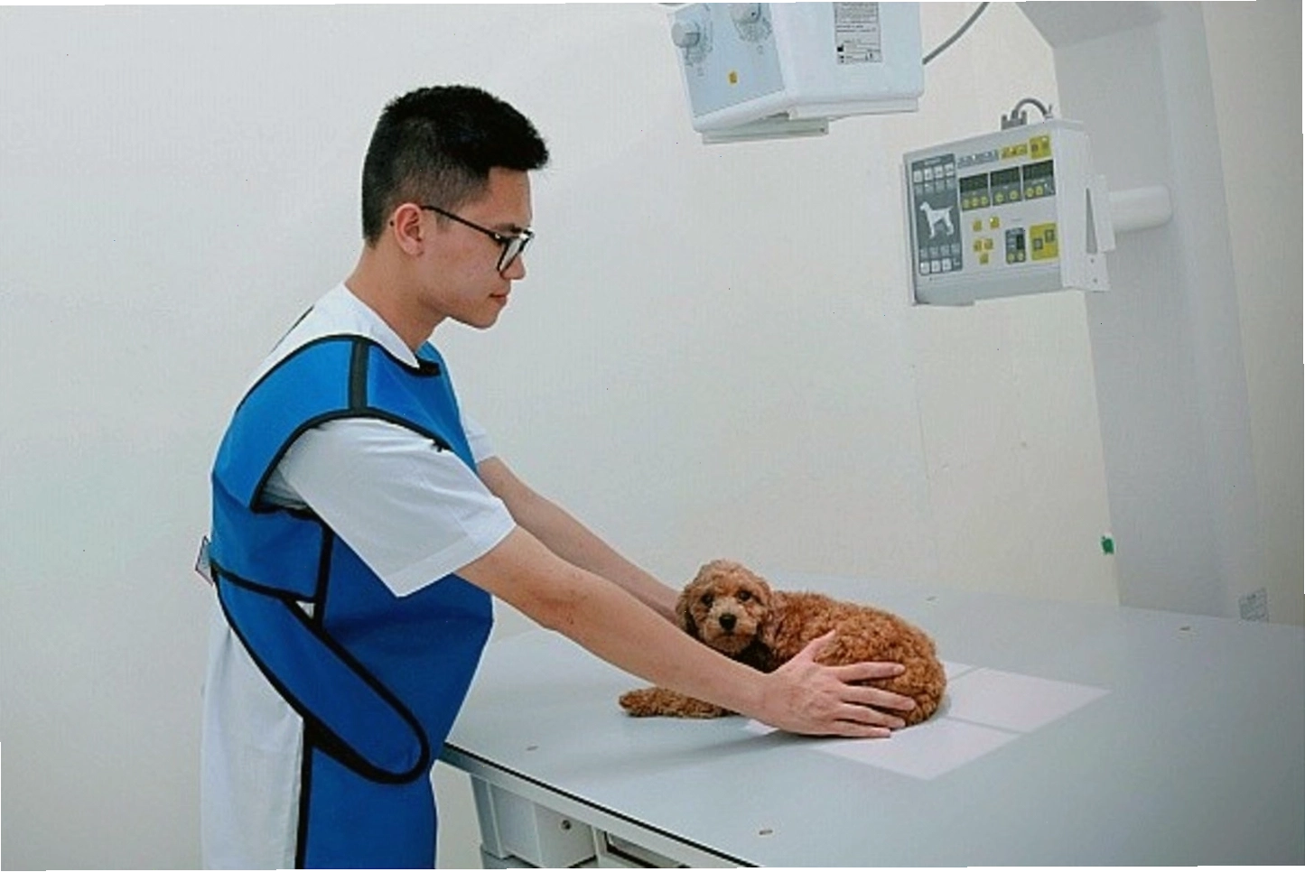 Tiêm chủng cho thú cưng ở bệnh viên thú cưng hoặc những cơ sở chuyên về thú y