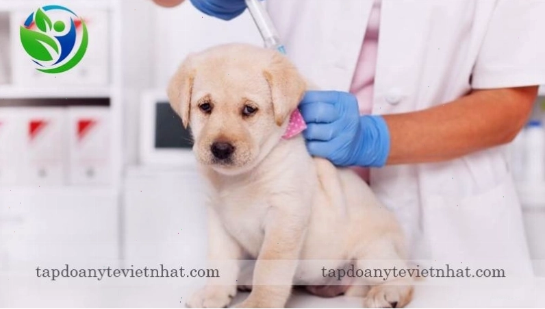 Tiêm phòng là biện pháp hiệu quả nhất để phòng bệnh Care